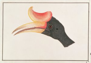 Cálao rinoceronte, de Dibujos de Aves de Malaca, c.1805-18